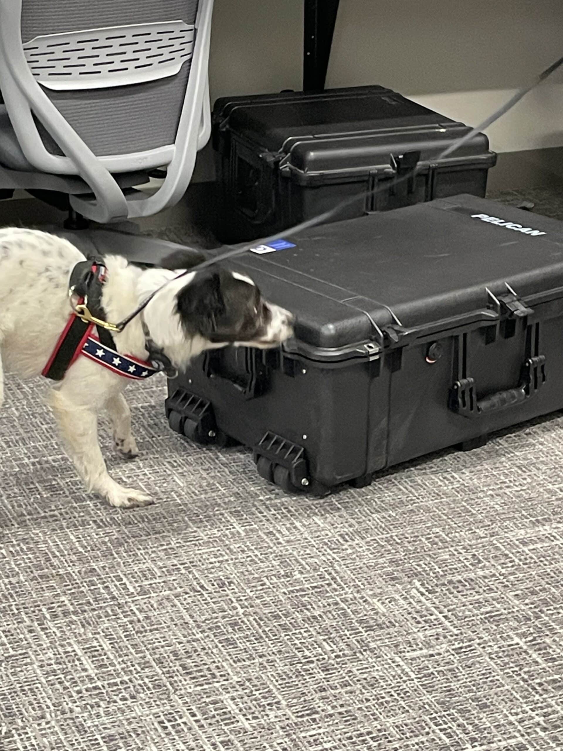 Brio sniffing crate for bed bugs