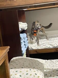 Shamus inspecting bunk bed for bed bugs