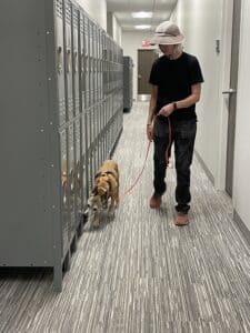 Spice sniffing lockers for bed bugs