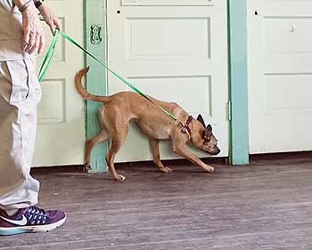 detection dog training