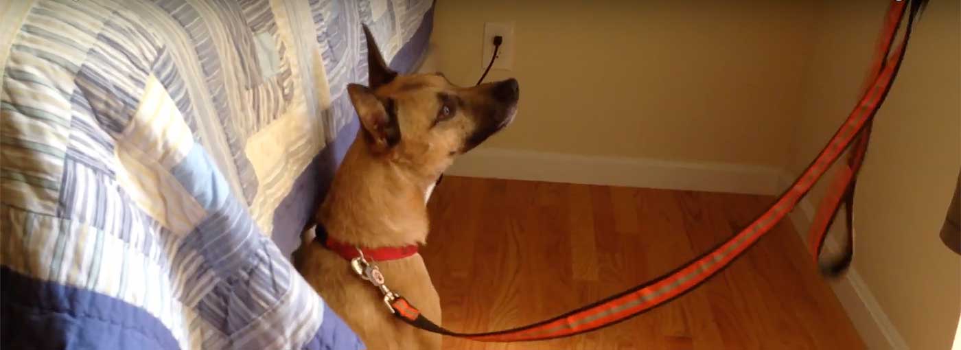 Trained detection dog sniffing underneath a bed