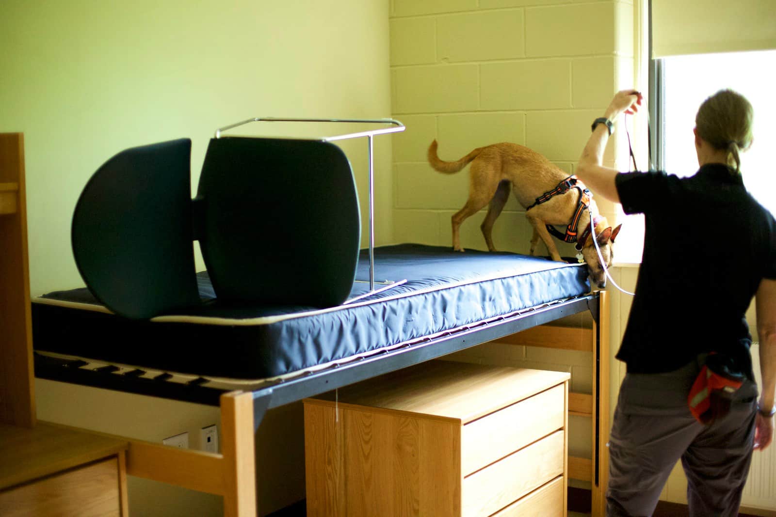 Certified Dog and Trainer Team Excelling in Finding Bed Bugs